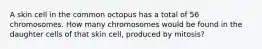 A skin cell in the common octopus has a total of 56 chromosomes. How many chromosomes would be found in the daughter cells of that skin cell, produced by mitosis?