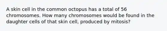 A skin cell in the common octopus has a total of 56 chromosomes. How many chromosomes would be found in the daughter cells of that skin cell, produced by mitosis?