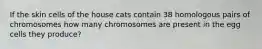 If the skin cells of the house cats contain 38 homologous pairs of chromosomes how many chromosomes are present in the egg cells they produce?