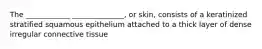 The ____________ ______________, or skin, consists of a keratinized stratified squamous epithelium attached to a thick layer of dense irregular connective tissue