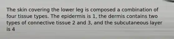 The skin covering the lower leg is composed a combination of four tissue types. The epidermis is 1, the dermis contains two types of connective tissue 2 and 3, and the subcutaneous layer is 4