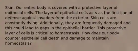 Skin. Our entire body is covered with a protective layer of epithelial cells. The layer of epithelial cells acts as the first line of defense against invaders from the exterior. Skin cells are constantly dying. Additionally, they are frequently damaged and this could lead to gaps in the epithelial barrier. This protective layer of cells is critical to homeostasis. How does our body counter epithelial cell death and damage to maintain homeostasis?