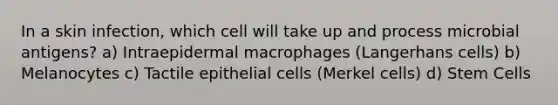 In a skin infection, which cell will take up and process microbial antigens? a) Intraepidermal macrophages (Langerhans cells) b) Melanocytes c) Tactile epithelial cells (Merkel cells) d) Stem Cells