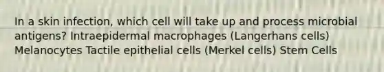 In a skin infection, which cell will take up and process microbial antigens? Intraepidermal macrophages (Langerhans cells) Melanocytes Tactile epithelial cells (Merkel cells) Stem Cells