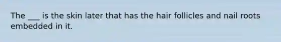 The ___ is the skin later that has the hair follicles and nail roots embedded in it.