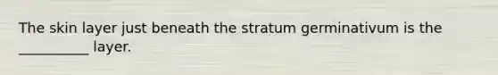 The skin layer just beneath the stratum germinativum is the __________ layer.