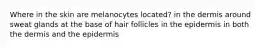 Where in the skin are melanocytes located? in the dermis around sweat glands at the base of hair follicles in the epidermis in both the dermis and the epidermis