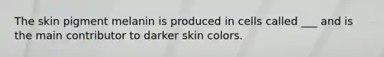 The skin pigment melanin is produced in cells called ___ and is the main contributor to darker skin colors.