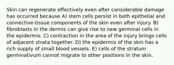 Skin can regenerate effectively even after considerable damage has occurred because A) stem cells persist in both epithelial and connective-tissue components of the skin even after injury. B) fibroblasts in the dermis can give rise to new germinal cells in the epidermis. C) contraction in the area of the injury brings cells of adjacent strata together. D) the epidermis of the skin has a rich supply of small blood vessels. E) cells of the stratum germinativum cannot migrate to other positions in the skin.