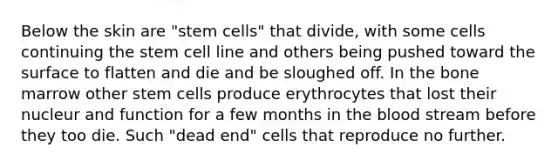 Below the skin are "stem cells" that divide, with some cells continuing the stem cell line and others being pushed toward the surface to flatten and die and be sloughed off. In the bone marrow other stem cells produce erythrocytes that lost their nucleur and function for a few months in the blood stream before they too die. Such "dead end" cells that reproduce no further.