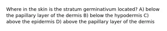 Where in the skin is the stratum germinativum located? A) below the papillary layer of the dermis B) below the hypodermis C) above the epidermis D) above the papillary layer of the dermis