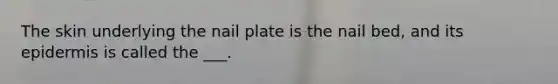 The skin underlying the nail plate is the nail bed, and its epidermis is called the ___.