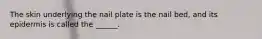 The skin underlying the nail plate is the nail bed, and its epidermis is called the ______.