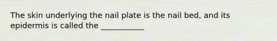 The skin underlying the nail plate is the nail bed, and its epidermis is called the ___________