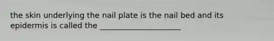 the skin underlying the nail plate is the nail bed and its epidermis is called the _____________________