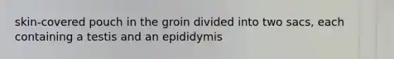 skin-covered pouch in the groin divided into two sacs, each containing a testis and an epididymis
