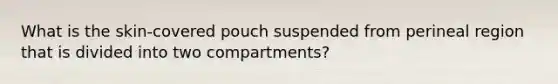 What is the skin-covered pouch suspended from perineal region that is divided into two compartments?