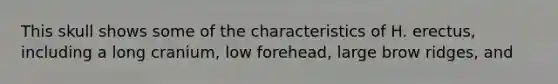This skull shows some of the characteristics of H. erectus, including a long cranium, low forehead, large brow ridges, and