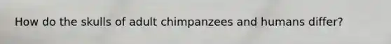 How do the skulls of adult chimpanzees and humans differ?