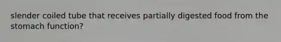 slender coiled tube that receives partially digested food from the stomach function?