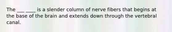 The ___ ____ is a slender column of nerve fibers that begins at the base of the brain and extends down through the vertebral canal.