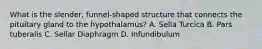 What is the slender, funnel-shaped structure that connects the pituitary gland to the hypothalamus? A. Sella Turcica B. Pars tuberalis C. Sellar Diaphragm D. Infundibulum