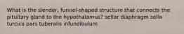 What is the slender, funnel-shaped structure that connects the pituitary gland to the hypothalamus? sellar diaphragm sella turcica pars tuberalis infundibulum