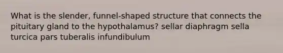 What is the slender, funnel-shaped structure that connects the pituitary gland to the hypothalamus? sellar diaphragm sella turcica pars tuberalis infundibulum