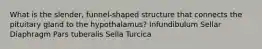 What is the slender, funnel-shaped structure that connects the pituitary gland to the hypothalamus? Infundibulum Sellar Diaphragm Pars tuberalis Sella Turcica