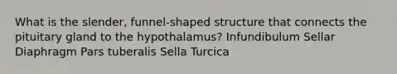 What is the slender, funnel-shaped structure that connects the pituitary gland to the hypothalamus? Infundibulum Sellar Diaphragm Pars tuberalis Sella Turcica