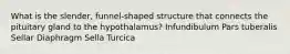 What is the slender, funnel-shaped structure that connects the pituitary gland to the hypothalamus? Infundibulum Pars tuberalis Sellar Diaphragm Sella Turcica