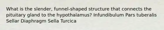 What is the slender, funnel-shaped structure that connects the pituitary gland to the hypothalamus? Infundibulum Pars tuberalis Sellar Diaphragm Sella Turcica