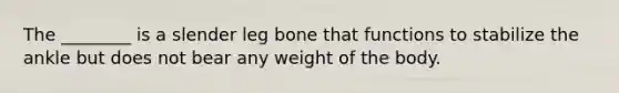 The ________ is a slender leg bone that functions to stabilize the ankle but does not bear any weight of the body.