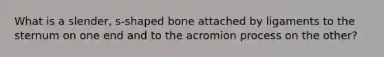 What is a slender, s-shaped bone attached by ligaments to the sternum on one end and to the acromion process on the other?