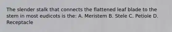 The slender stalk that connects the flattened leaf blade to the stem in most eudicots is the: A. Meristem B. Stele C. Petiole D. Receptacle