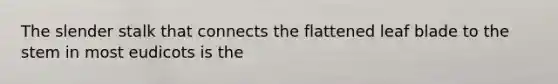 The slender stalk that connects the flattened leaf blade to the stem in most eudicots is the
