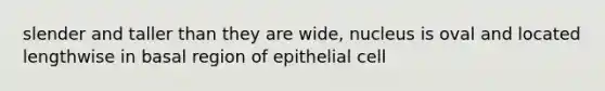 slender and taller than they are wide, nucleus is oval and located lengthwise in basal region of epithelial cell