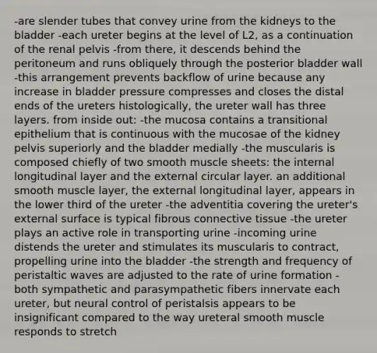 -are slender tubes that convey urine from the kidneys to the bladder -each ureter begins at the level of L2, as a continuation of the renal pelvis -from there, it descends behind the peritoneum and runs obliquely through the posterior bladder wall -this arrangement prevents backflow of urine because any increase in bladder pressure compresses and closes the distal ends of the ureters histologically, the ureter wall has three layers. from inside out: -the mucosa contains a transitional epithelium that is continuous with the mucosae of the kidney pelvis superiorly and the bladder medially -the muscularis is composed chiefly of two smooth muscle sheets: the internal longitudinal layer and the external circular layer. an additional smooth muscle layer, the external longitudinal layer, appears in the lower third of the ureter -the adventitia covering the ureter's external surface is typical fibrous connective tissue -the ureter plays an active role in transporting urine -incoming urine distends the ureter and stimulates its muscularis to contract, propelling urine into the bladder -the strength and frequency of peristaltic waves are adjusted to the rate of urine formation -both sympathetic and parasympathetic fibers innervate each ureter, but neural control of peristalsis appears to be insignificant compared to the way ureteral smooth muscle responds to stretch