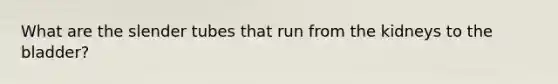 What are the slender tubes that run from the kidneys to the bladder?
