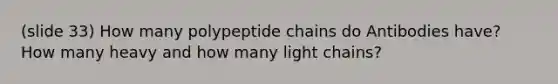 (slide 33) How many polypeptide chains do Antibodies have? How many heavy and how many light chains?