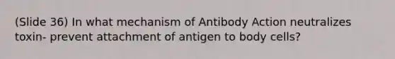 (Slide 36) In what mechanism of Antibody Action neutralizes toxin- prevent attachment of antigen to body cells?