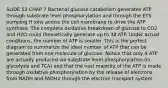 SLIDE 52 CHAP 7 Bacterial glucose catabolism generates ATP through substrate level phosphorylation and through the ETS pumping H ions across the cell membrane to drive the ATP synthase. The complete oxidative breakdown of glucose to CO2 and H2O could theoretically generate up to 38 ATP. Under actual conditions, the number of ATP is smaller. This is the perfect diagram to summarize the ideal number of ATP that can be generated from one molecule of glucose. Notice that only 4 ATP are actually produced via substrate level phosphorylation (in glycolysis and TCA) and that the vast majority of the ATP is made through oxidative phosphorylation by the release of electrons from NADH and FADH2 through the electron transport system.