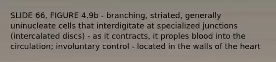 SLIDE 66, FIGURE 4.9b - branching, striated, generally uninucleate cells that interdigitate at specialized junctions (intercalated discs) - as it contracts, it proples blood into the circulation; involuntary control - located in the walls of the heart