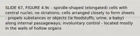 SLIDE 67, FIGURE 4.9c - spindle-shaped (elongated) cells with central nuclei; no striations; cells arranged closely to form sheets - propels substances or objects (ie foodstuffs, urine, a baby) along internal passageways; involuntary control - located mostly in the walls of hollow organs