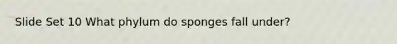 Slide Set 10 What phylum do sponges fall under?