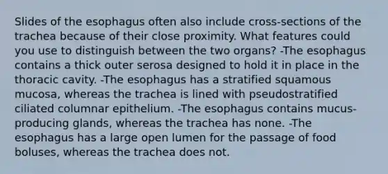 Slides of the esophagus often also include cross-sections of the trachea because of their close proximity. What features could you use to distinguish between the two organs? -The esophagus contains a thick outer serosa designed to hold it in place in the thoracic cavity. -The esophagus has a stratified squamous mucosa, whereas the trachea is lined with pseudostratified ciliated columnar epithelium. -The esophagus contains mucus-producing glands, whereas the trachea has none. -The esophagus has a large open lumen for the passage of food boluses, whereas the trachea does not.