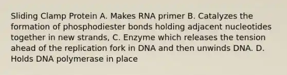 Sliding Clamp Protein A. Makes RNA primer B. Catalyzes the formation of phosphodiester bonds holding adjacent nucleotides together in new strands, C. Enzyme which releases the tension ahead of the replication fork in DNA and then unwinds DNA. D. Holds DNA polymerase in place