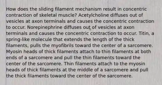 How does the sliding filament mechanism result in concentric contraction of skeletal muscle? Acetylcholine diffuses out of vesicles at axon terminals and causes the concentric contraction to occur. Norepinephrine diffuses out of vesicles at axon terminals and causes the concentric contraction to occur. Titin, a spring-like molecule that extends the length of the thick filaments, pulls the myofibrils toward the center of a sarcomere. Myosin heads of thick filaments attach to thin filaments at both ends of a sarcomere and pull the thin filaments toward the center of the sarcomere. Thin filaments attach to the myosin heads of thick filaments at the middle of a sarcomere and pull the thick filaments toward the center of the sarcomere.