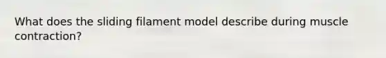 What does the sliding filament model describe during muscle contraction?