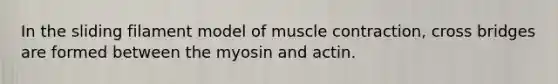 In the sliding filament model of muscle contraction, cross bridges are formed between the myosin and actin.